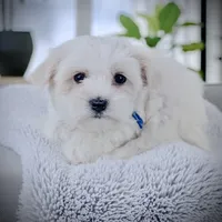 KYRIE, a male Coton de Tulear for sale in Culpeper, VA – Photo 2 of 3