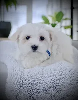 KYRIE, a male Coton de Tulear for sale in Culpeper, VA – Photo 2 of 3