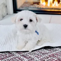 KYRIE, a male Coton de Tulear for sale in Culpeper, VA – Photo 1 of 3