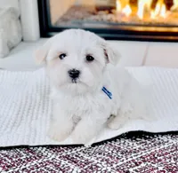 KYRIE, a male Coton de Tulear for sale in Culpeper, VA – Photo 1 of 3