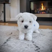 KYRIE, a male Coton de Tulear for sale in Culpeper, VA – Photo 3 of 3