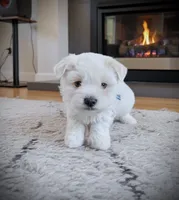KYRIE, a male Coton de Tulear for sale in Culpeper, VA – Photo 3 of 3