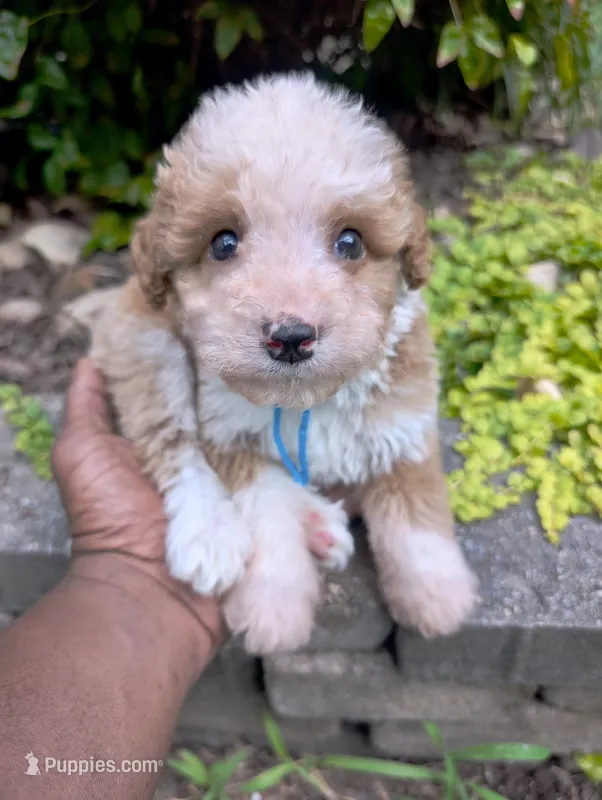 GIDEON – Bernedoodle puppy for sale in Culpeper, VA