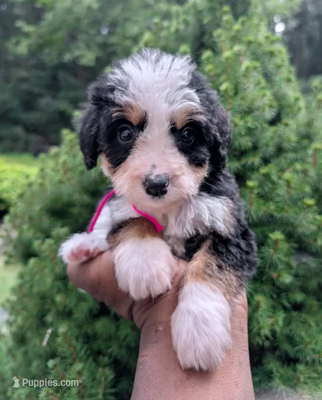 GAMILYA – Bernedoodle puppy for sale in Culpeper, VA