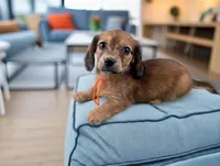 Faye, a female Miniature Dachshund for sale in Culpeper, VA – 1 of 1