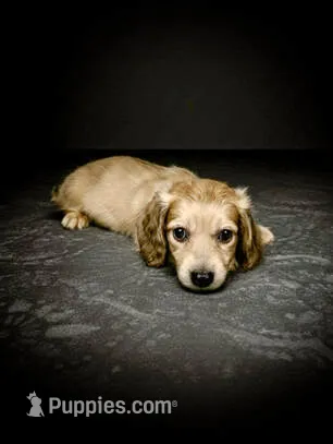 FABIAN – Miniature Dachshund puppy for sale in Culpeper, VA