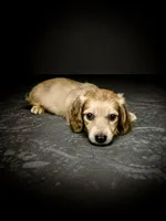 FABIAN, a male Miniature Dachshund for sale in Culpeper, VA – 2 of 2