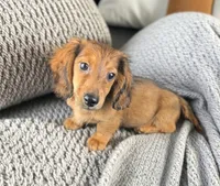FOZZY, a male Miniature Dachshund for sale in Culpeper, VA – 4 of 4
