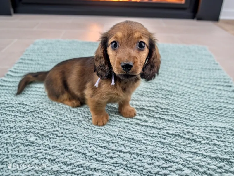 Francis – Miniature Dachshund puppy for sale in Culpeper, VA