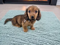 Francis, a female Miniature Dachshund for sale in Culpeper, VA – 1 of 2