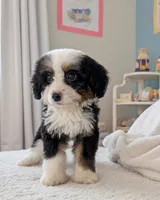 GENISIS, a female Bernedoodle for sale in Culpeper, VA – 1 of 3