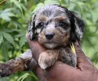 Jolene, a female Miniature Bernedoodle for sale in Culpeper, VA – Photo 2 of 2
