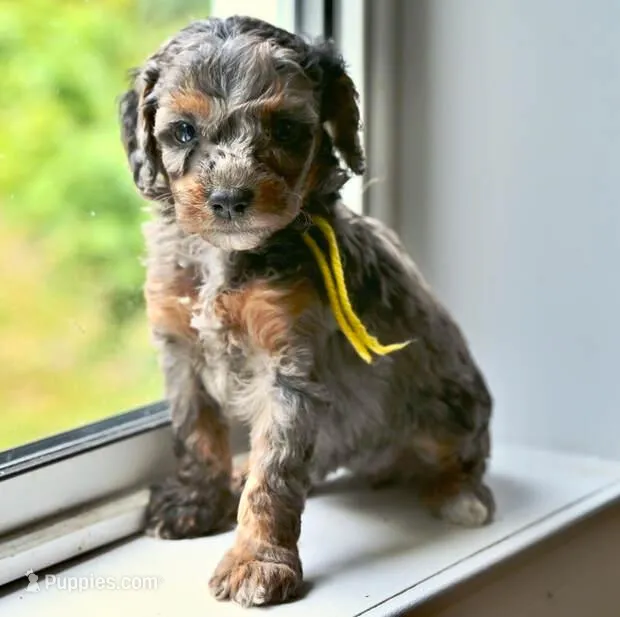 Jolene, a female Miniature Bernedoodle for sale in Culpeper, VA – Photo 1 of 2