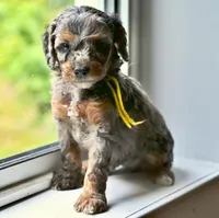 Jolene, a female Miniature Bernedoodle for sale in Culpeper, VA – Photo 1 of 2