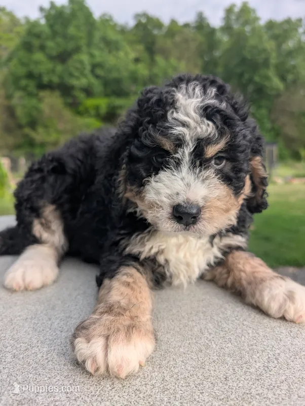FINNY – Bernedoodle puppy for sale in Culpeper, VA