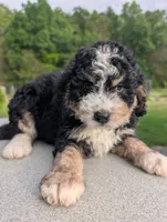FINNY, a male Bernedoodle for sale in Culpeper, VA – 1 of 1
