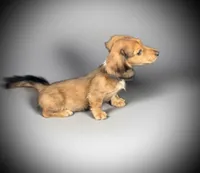 FRANCE, a male Miniature Dachshund for sale in Culpeper, VA – 2 of 3