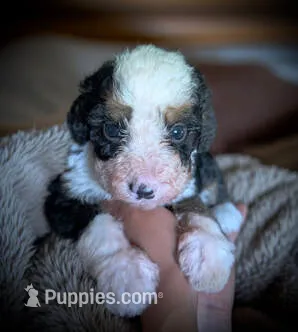 GENISIS – Bernedoodle puppy for sale in Culpeper, VA