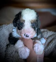 GENISIS, a female Bernedoodle for sale in Culpeper, VA – 1 of 2