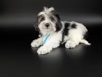 OLIVIA, a female Coton de Tulear for sale in Culpeper, VA – 3 of 4