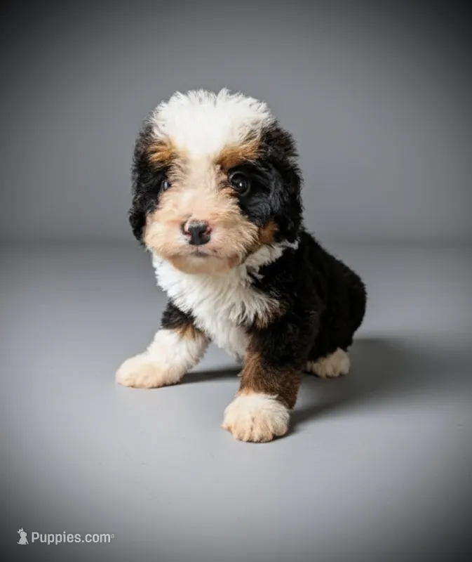 GENISIS – Bernedoodle puppy for sale in Culpeper, VA