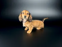 FRANCE, a male Miniature Dachshund for sale in Culpeper, VA – 3 of 3