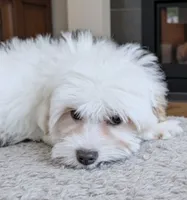 SCOTTY, a male Coton de Tulear for sale in Culpeper, VA – 2 of 2