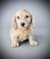 AVION, a male Miniature Dachshund for sale in Culpeper, VA – 2 of 2