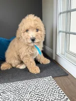 SERENITY, a female Bernedoodle for sale in Culpeper, VA – 1 of 2