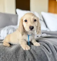 ARCHIE, a male Miniature Dachshund for sale in Culpeper, VA – 1 of 1