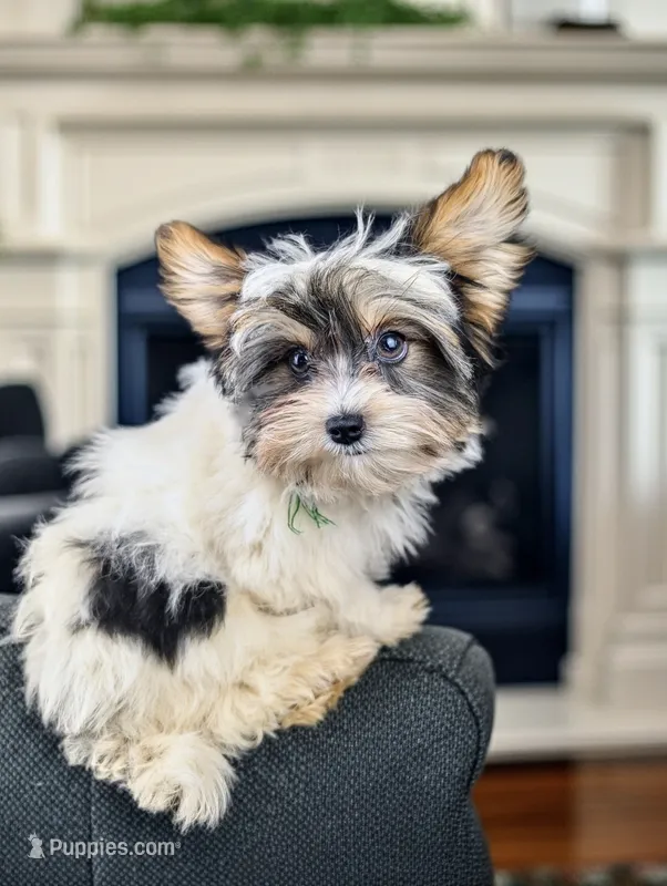MIKE – Biewer puppy for sale in Culpeper, VA