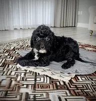 REED, a male Sheepadoodle for sale in Culpeper, VA – 1 of 1