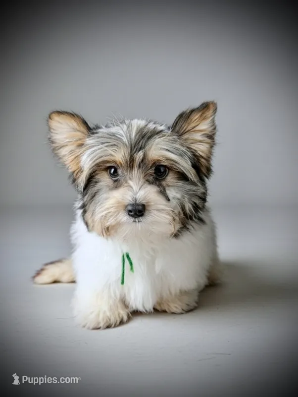MIKE – Biewer puppy for sale in Culpeper, VA
