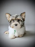 MIKE, a male Biewer for sale in Culpeper, VA – 1 of 4