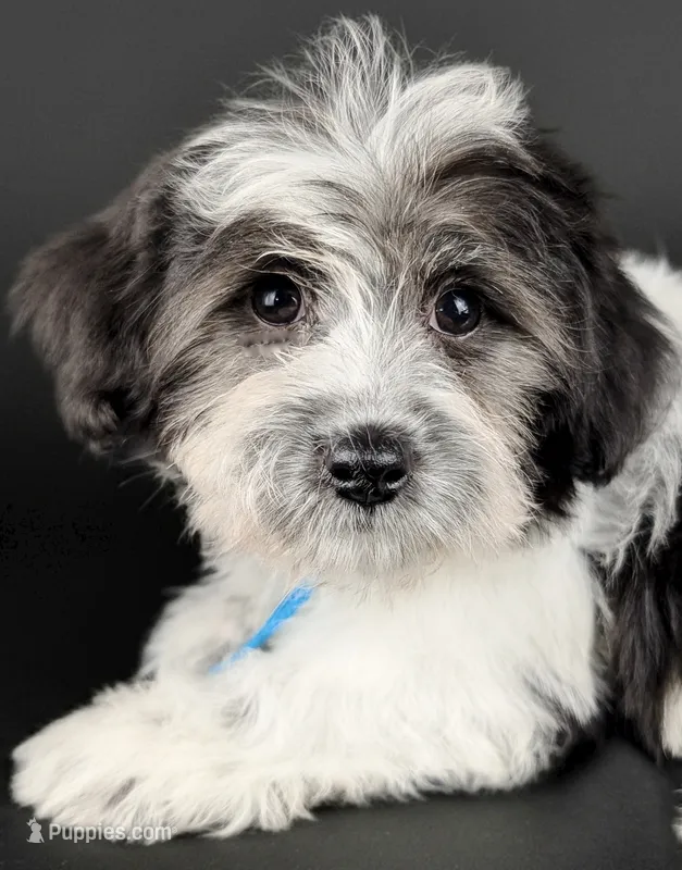 OLIVIA – Coton de Tulear puppy for sale in Culpeper, VA