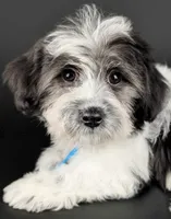 OLIVIA, a female Coton de Tulear for sale in Culpeper, VA – 1 of 4