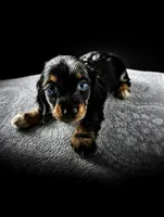 CONNER, a male Miniature Dachshund for sale in Culpeper, VA – 5 of 5