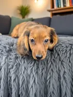 FOZZY, a male Miniature Dachshund for sale in Culpeper, VA – 1 of 4