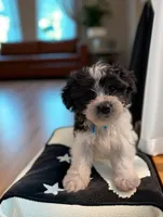 OLIVIA, a female Coton de Tulear for sale in Culpeper, VA – 1 of 1