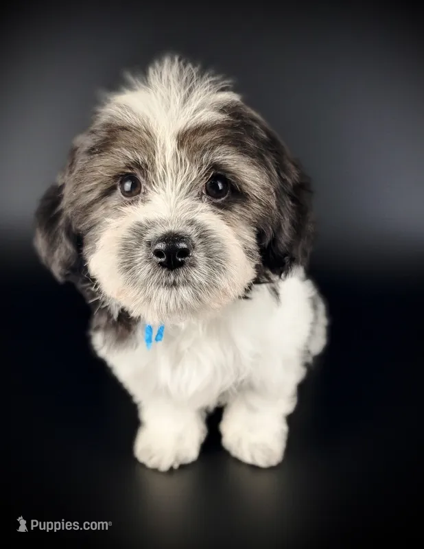 OLIVIA – Coton de Tulear puppy for sale in Culpeper, VA