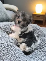 MINNIE, a female Biewer for sale in Culpeper, VA – 5 of 5