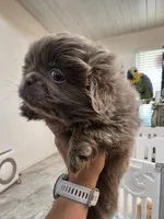 Romeo, a male Pekingese for sale in Bakersfield, CA – 8 of 9