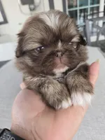 Precious , a female Pekingese for sale in Bakersfield, CA – Photo 2 of 4