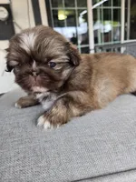 Precious , a female Pekingese for sale in Bakersfield, CA – Photo 4 of 4