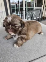 Precious , a female Pekingese for sale in Bakersfield, CA – Photo 3 of 4