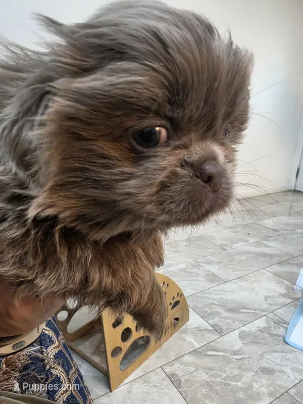 Romeo – Pekingese puppy for sale in Bakersfield, CA