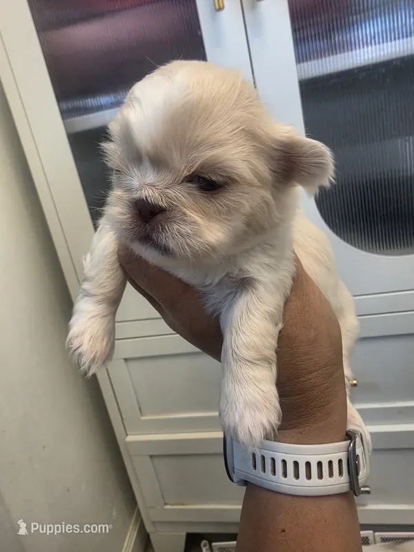 Penelope  – Pekingese puppy for sale in Bakersfield, CA