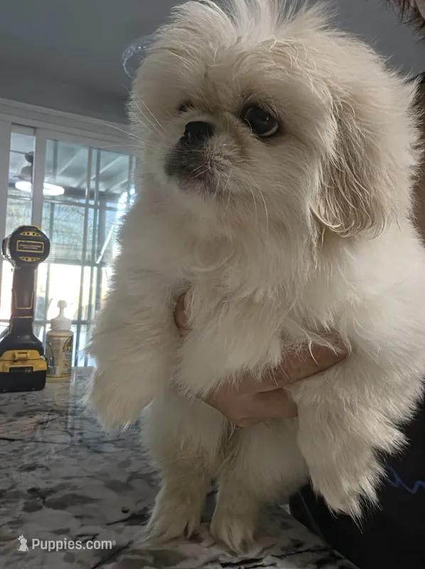 Ollie – Pekingese puppy for sale in Bakersfield, CA