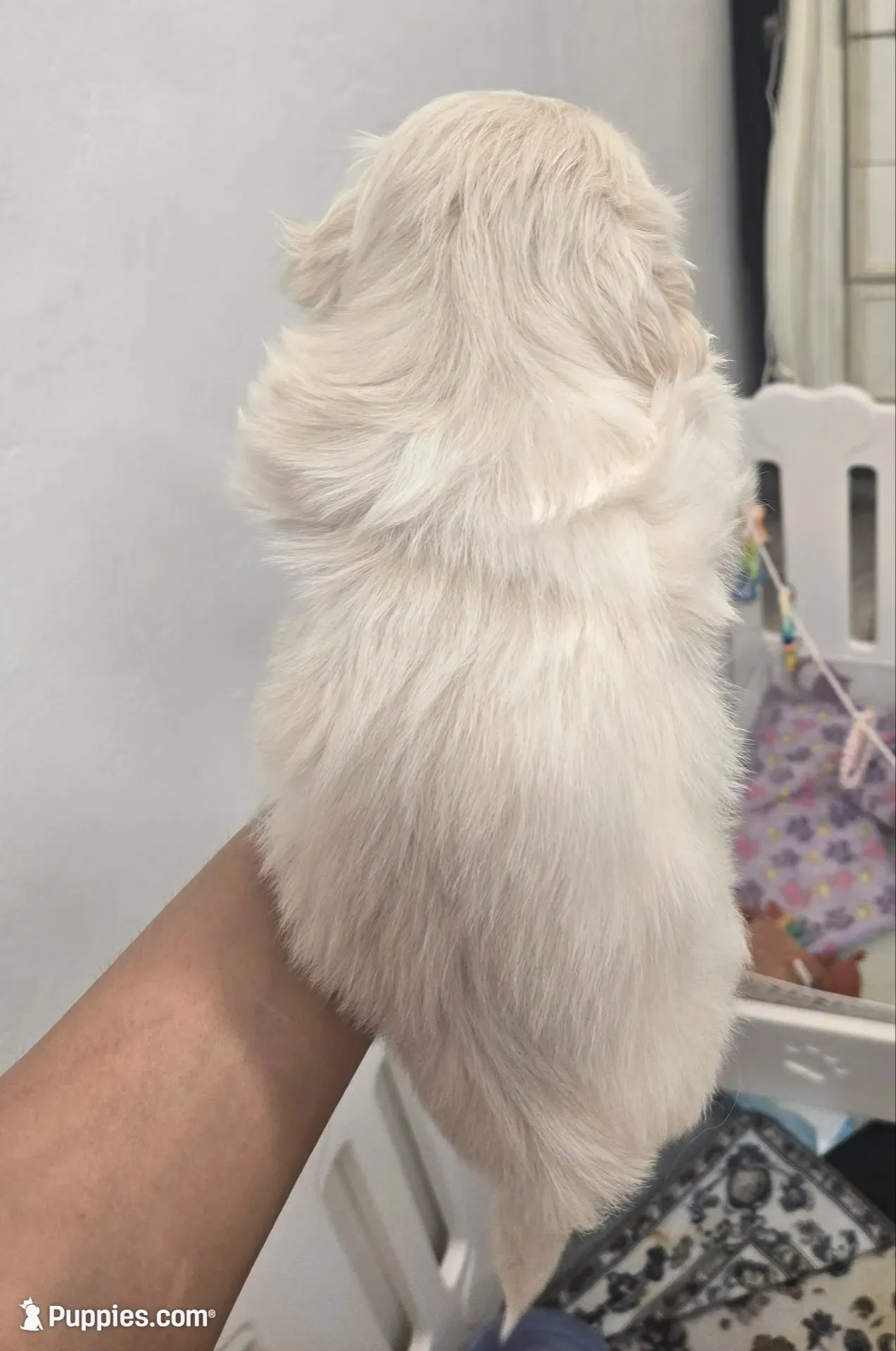 Ollie, a male Pekingese for sale in Bakersfield, CA – 4 of 5