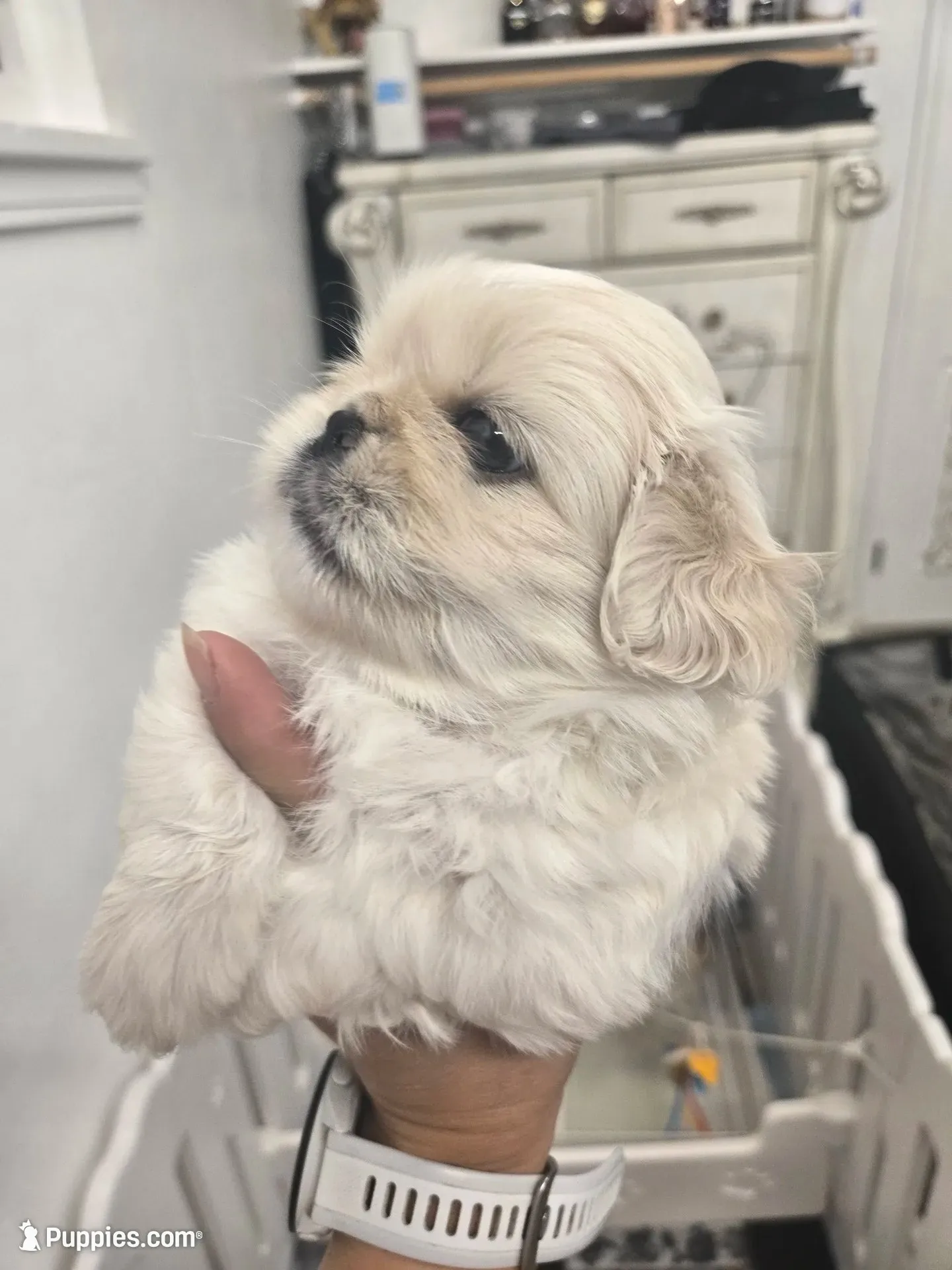 Ollie, a male Pekingese for sale in Bakersfield, CA – 2 of 5